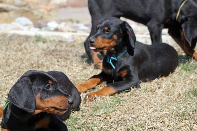 black and rust doberman puppies playing