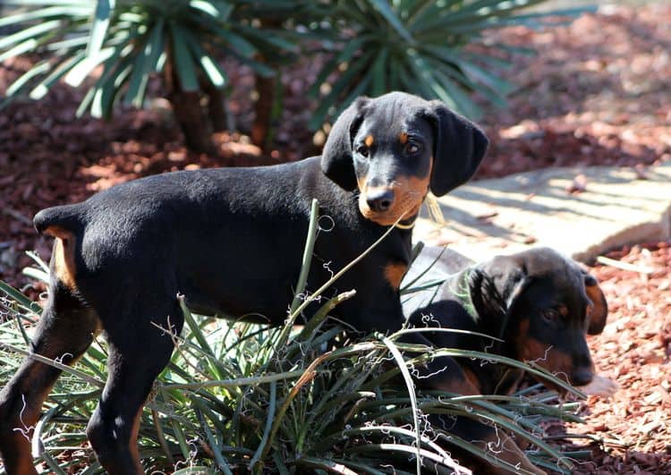 black and rust doberman puppies playing