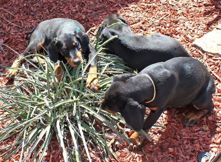 black and rust doberman puppies playing