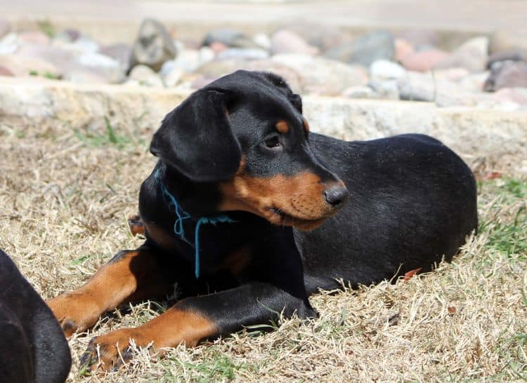 black and rust doberman puppies playing