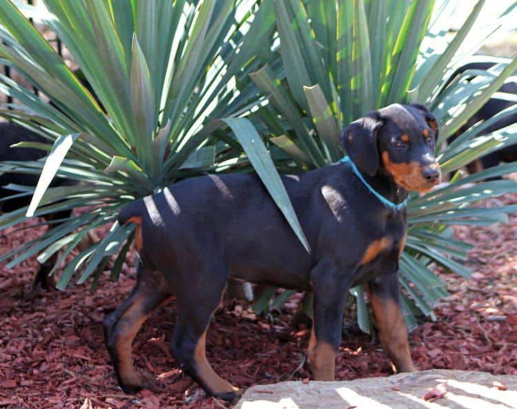 black and rust doberman puppies playing