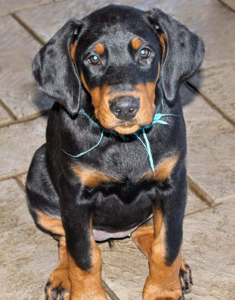 black and rust doberman puppies playing