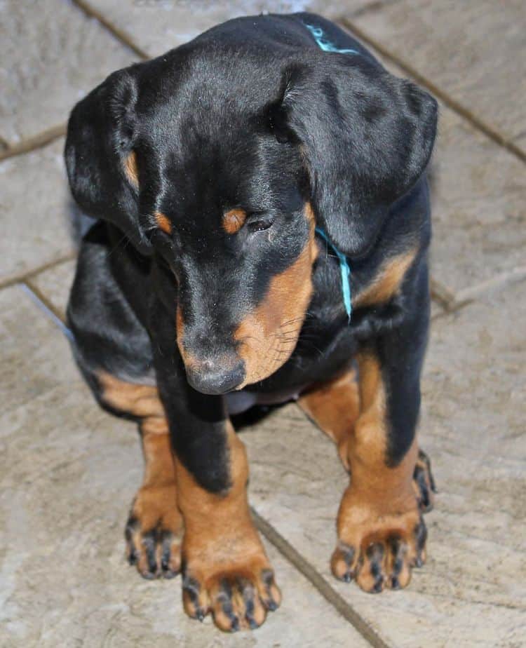 black and rust doberman puppies playing