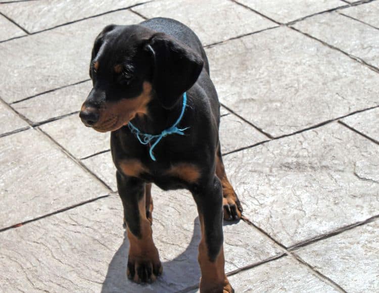 black and rust doberman puppies playing