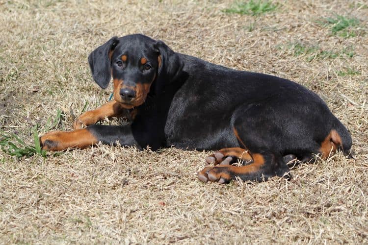 black and rust doberman puppies playing