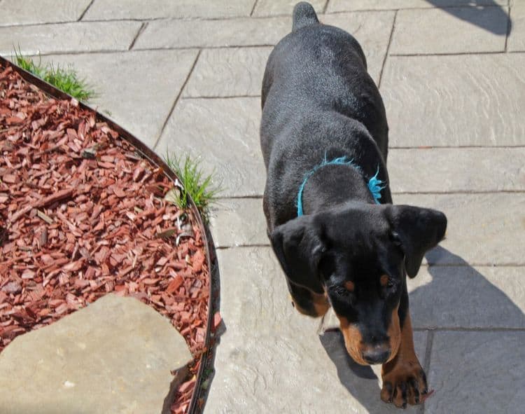 black and rust doberman puppies playing