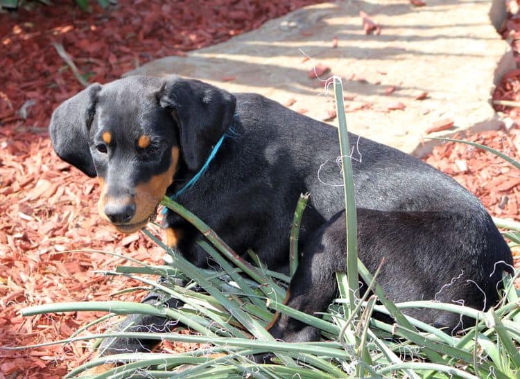 black and rust doberman puppies playing