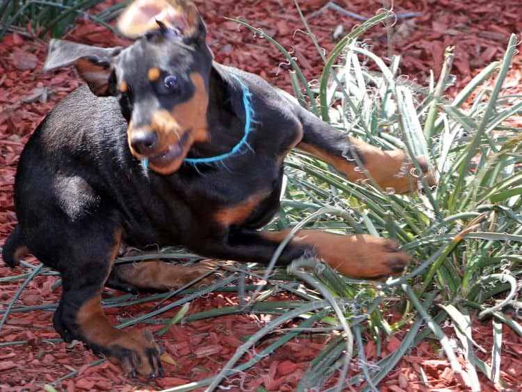 black and rust doberman puppies playing