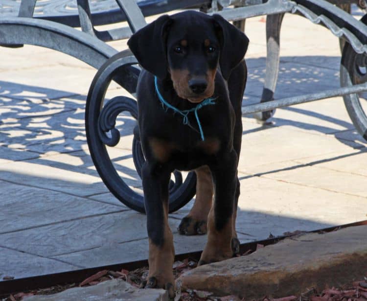 black and rust doberman puppies playing