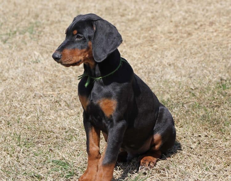 black and rust doberman puppies playing