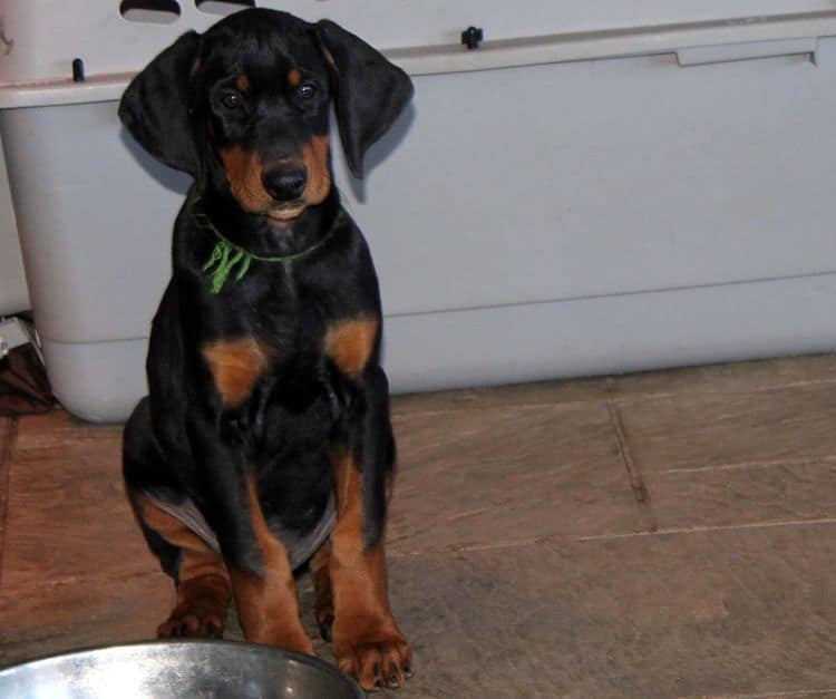 black and rust doberman puppies playing