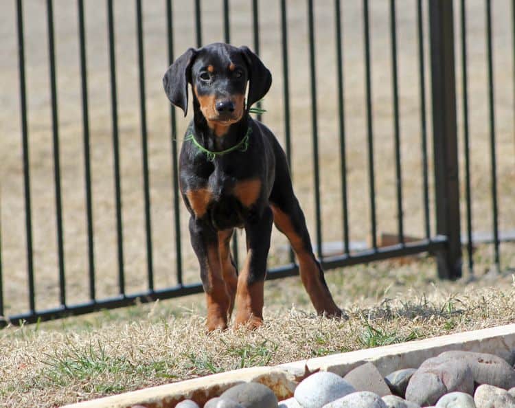 black and rust doberman puppies playing