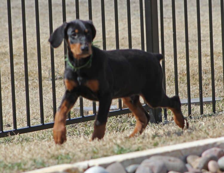 black and rust doberman puppies playing