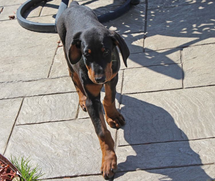 black and rust doberman puppies playing