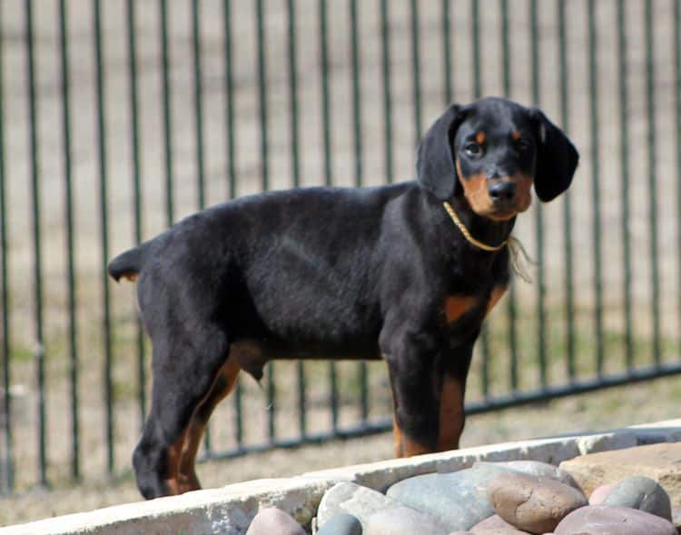 black and rust doberman puppies playing