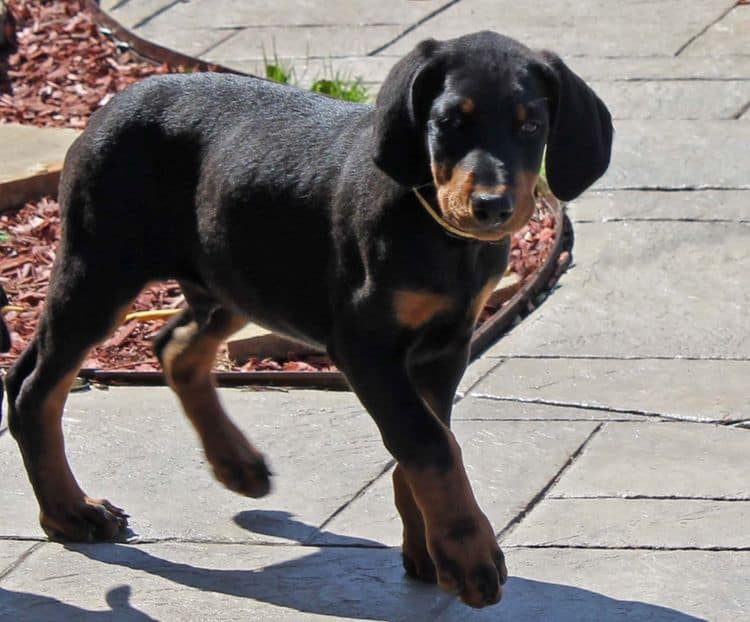 black and rust doberman puppies playing