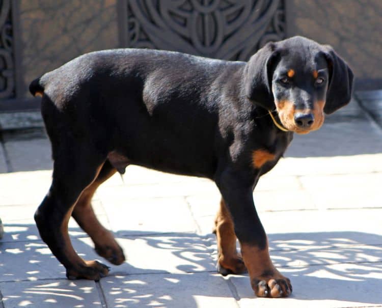 black and rust doberman puppies playing