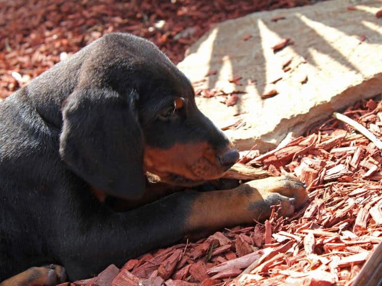 black and rust doberman puppies playing