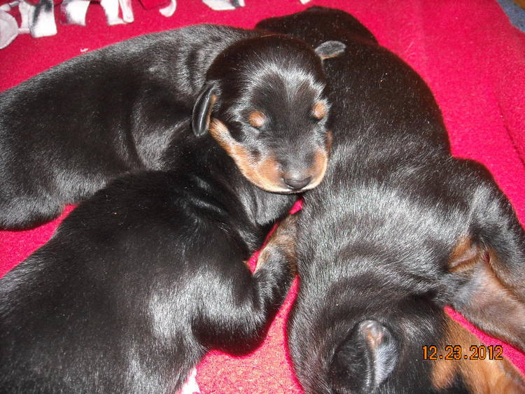 black and rust doberman puppies