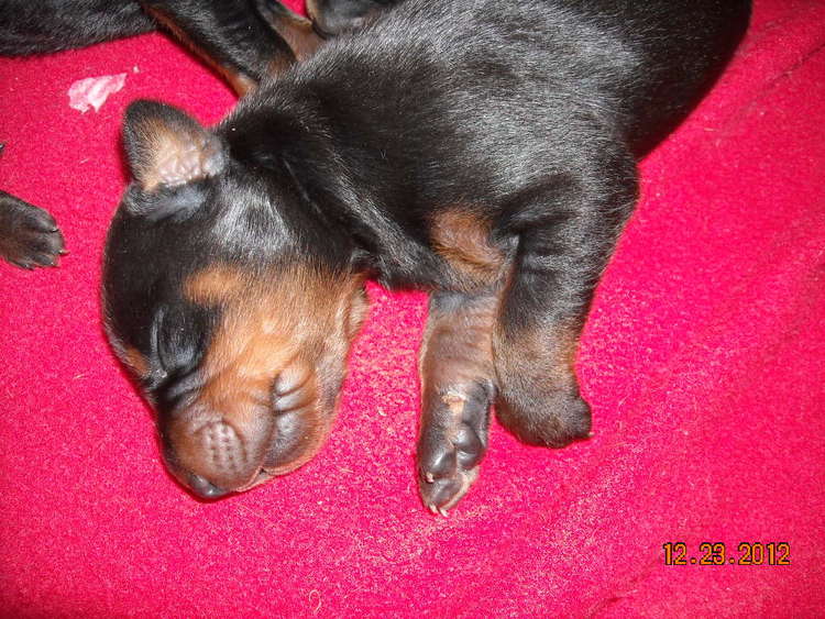 black and rust doberman puppies