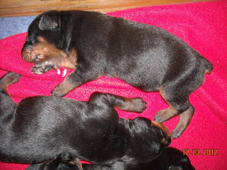 black and rust doberman puppies