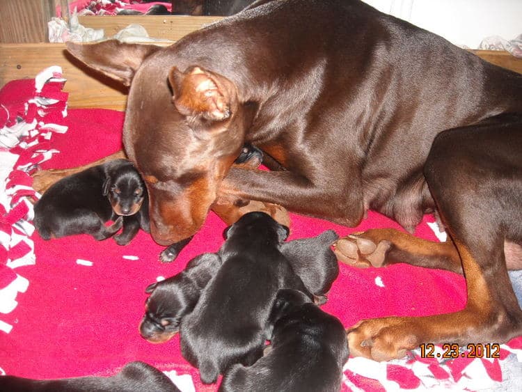 black and rust doberman puppies