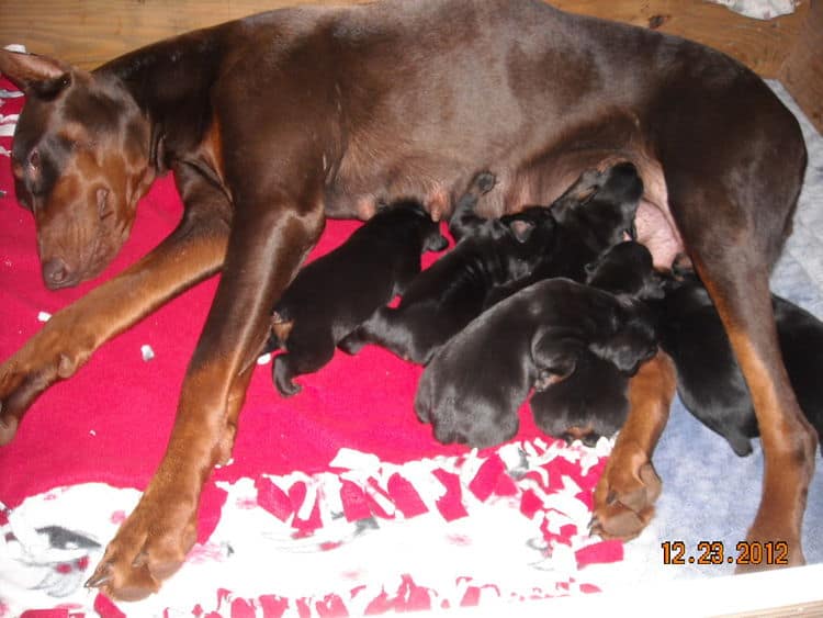 black and rust doberman puppies