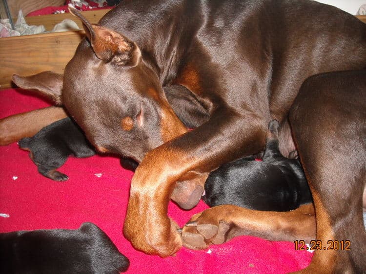 black and rust doberman puppies