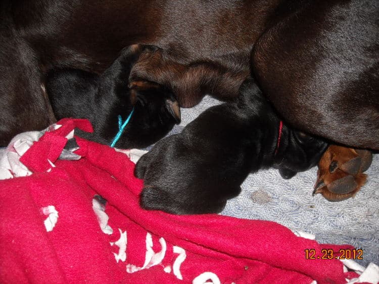 black and rust doberman puppies