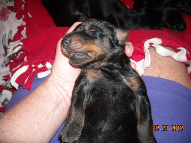 black and rust doberman puppies