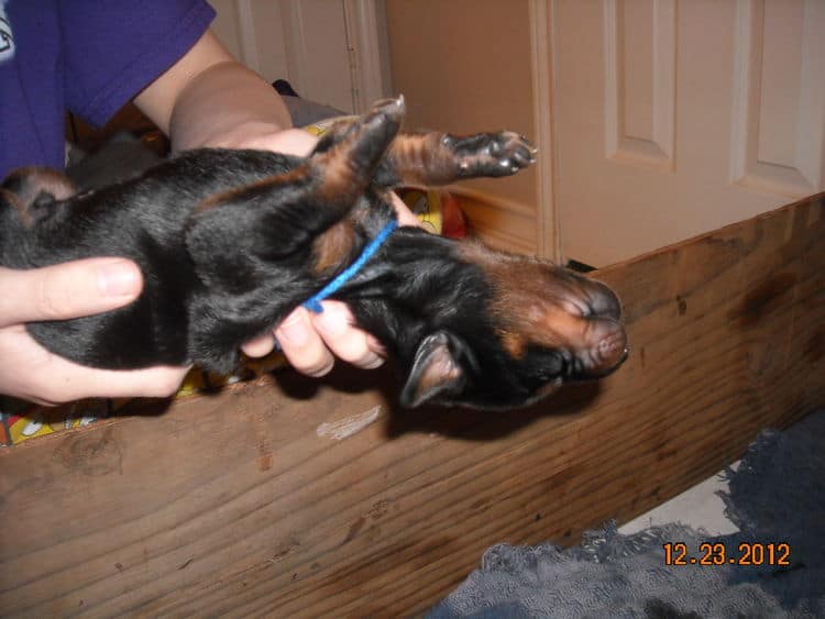 black and rust doberman puppies