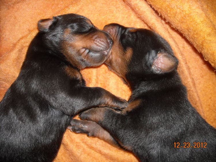 black and rust doberman puppies