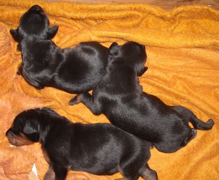 black and rust doberman puppies