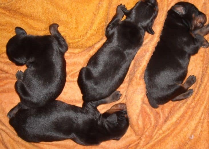 black and rust doberman puppies