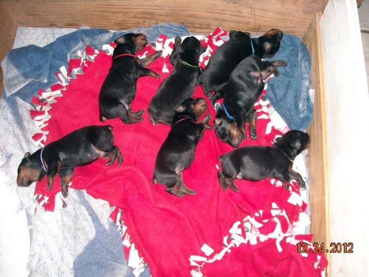 black and rust doberman puppies