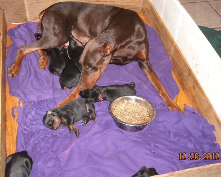 black and rust doberman puppies