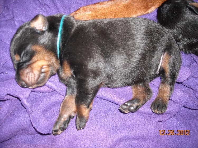 black and rust doberman puppies