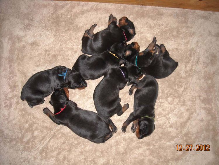 black and rust doberman puppies