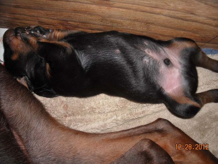 black and rust doberman puppies