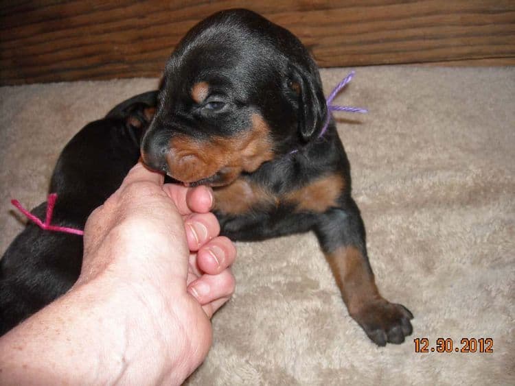 black and rust doberman puppies