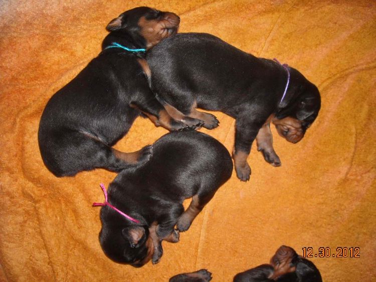 black and rust doberman puppies