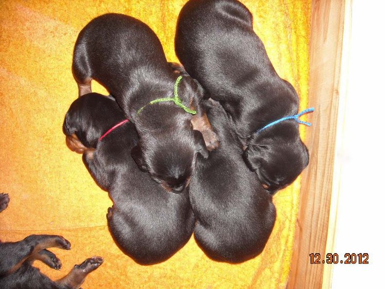 black and rust doberman puppies