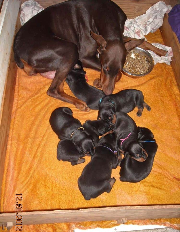 black and rust doberman puppies