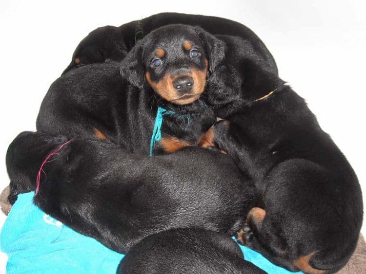 black and rust doberman puppies