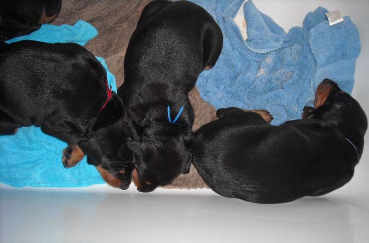 black and rust doberman puppies