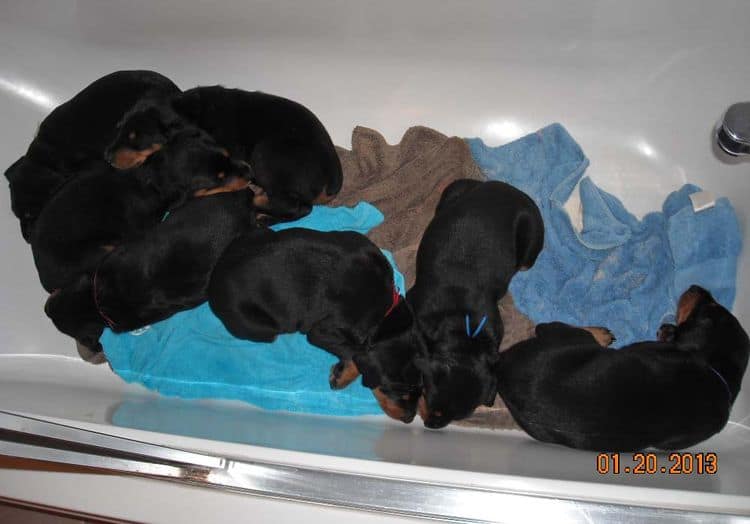 black and rust doberman puppies