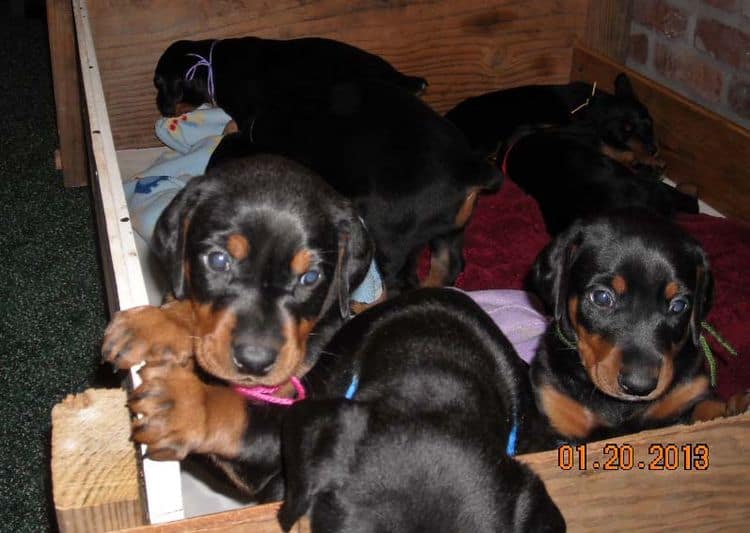 black and rust doberman puppies