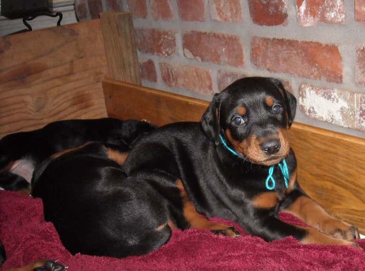 black and rust doberman puppies