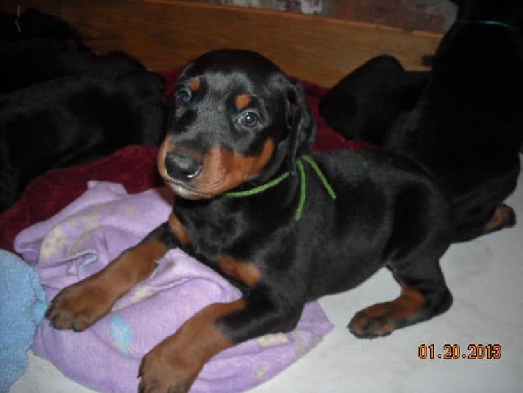 black and rust doberman puppies