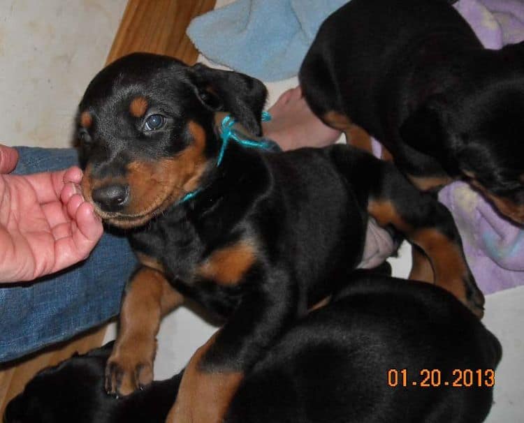 black and rust doberman puppies